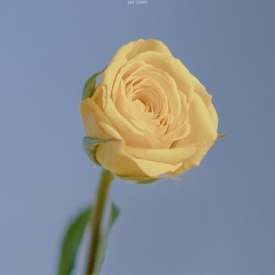 如何评价谭维维在《歌手 2024 》第八期演唱的《兰花花儿》？